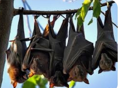 Que relación existe entre murciélagos cambio climático y el COVID 19